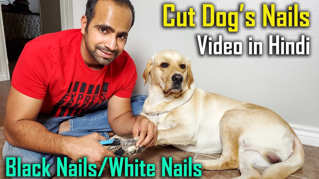 How to Cut Dog’s Nails at Home Yourself (Black and White Nails) | Detailed Video with Demo | Hindi