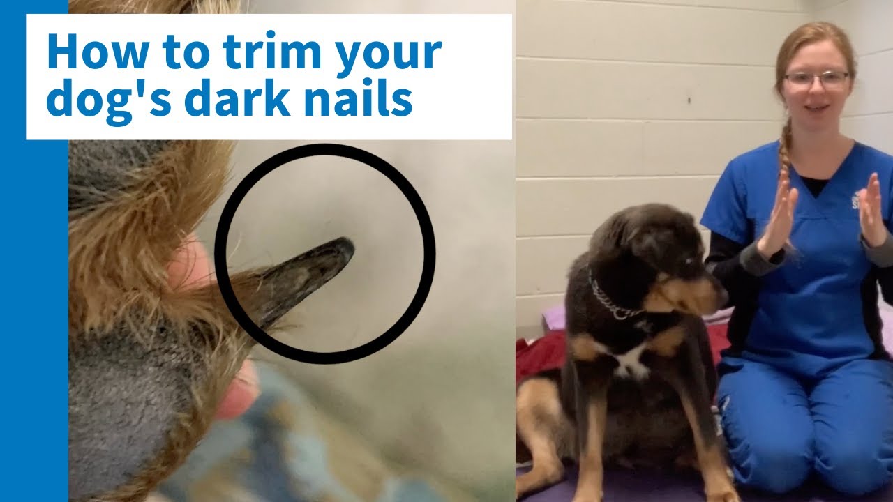 How to trim your dog’s black nails safely and efficiently